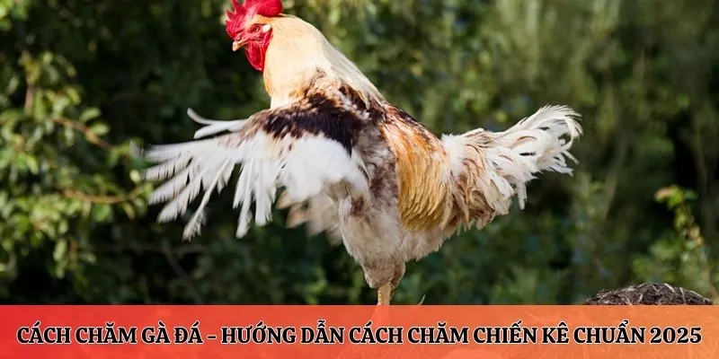 Cách chăm gà đá